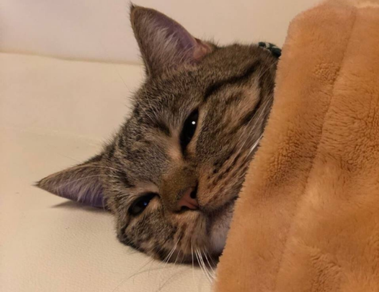 what are higossis brush made of