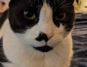 what is a game rogrand525 launcher pc