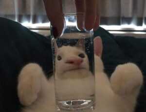 where to buy medicine for cotaldihydo