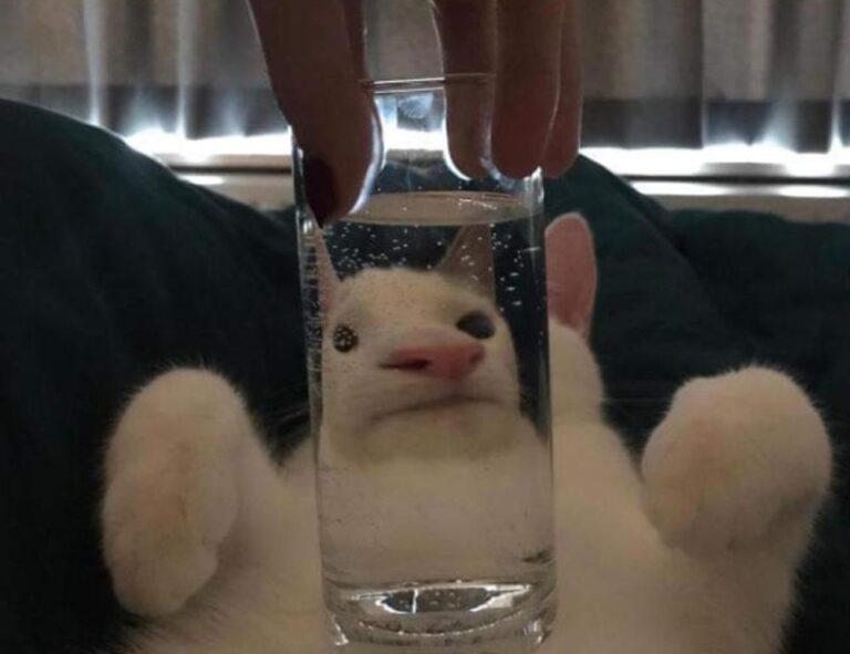 where to buy medicine for cotaldihydo