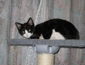 23000 pesos mexicanos a chilenos