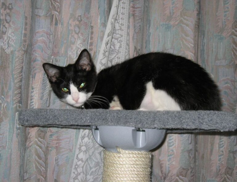 23000 pesos mexicanos a chilenos