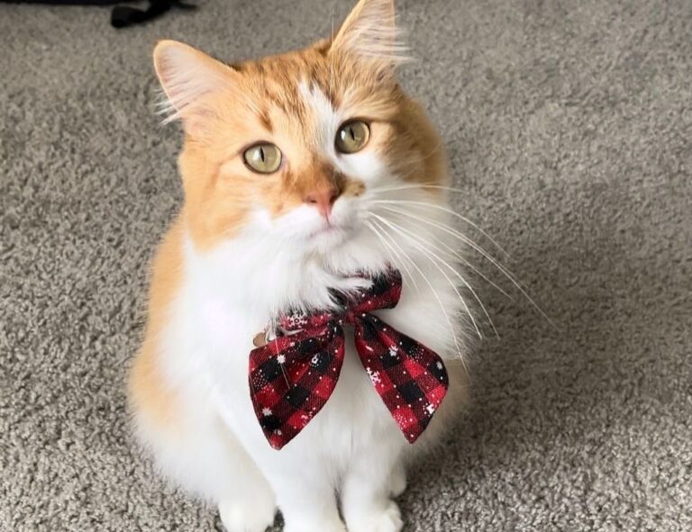 casimir schmidt vriendin