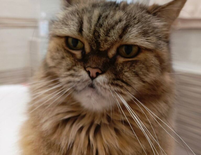 godinez el chavo cuerpo completo