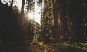 goedemorgen bloemen gif