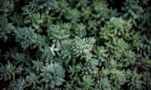 gracecharisxo onlyfans leaks