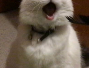 grecas en la nuca hombre