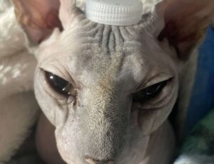 komban bus skin download light