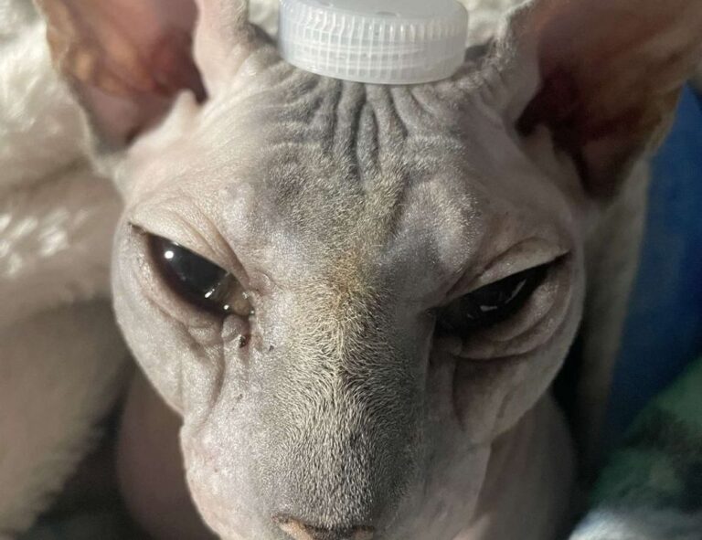 komban bus skin download light