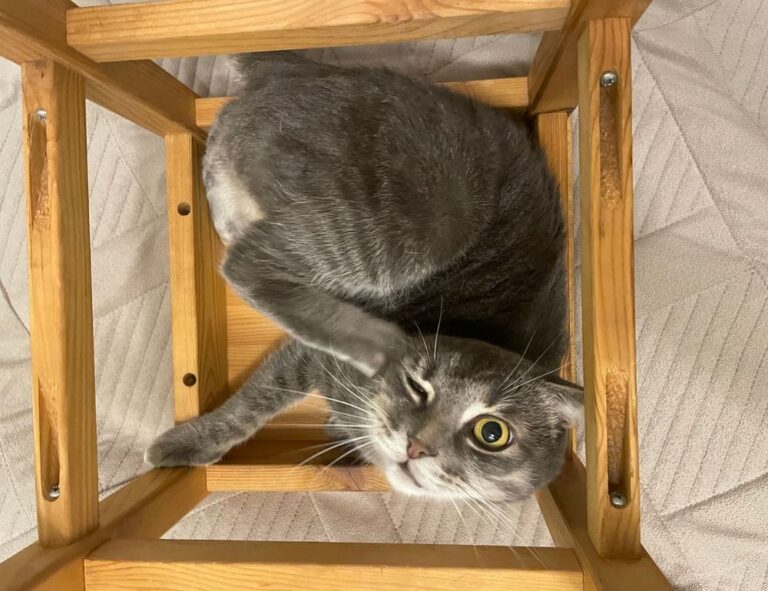 loki temporada 2 cuevana