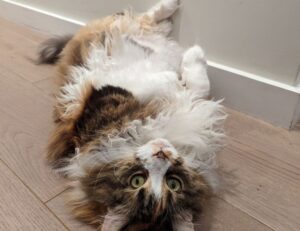 miss marie elisabeth