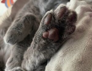 my melody y kuromi para colorear