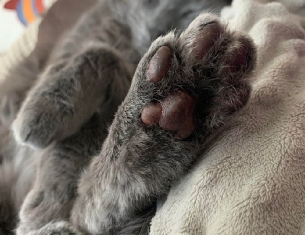 my melody y kuromi para colorear