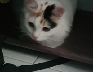 reborn as the enemy prince sub indo