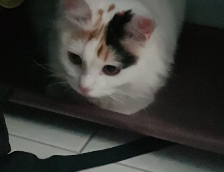 reborn as the enemy prince sub indo