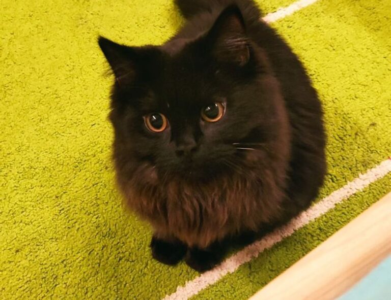 tamilyogi. vip home page