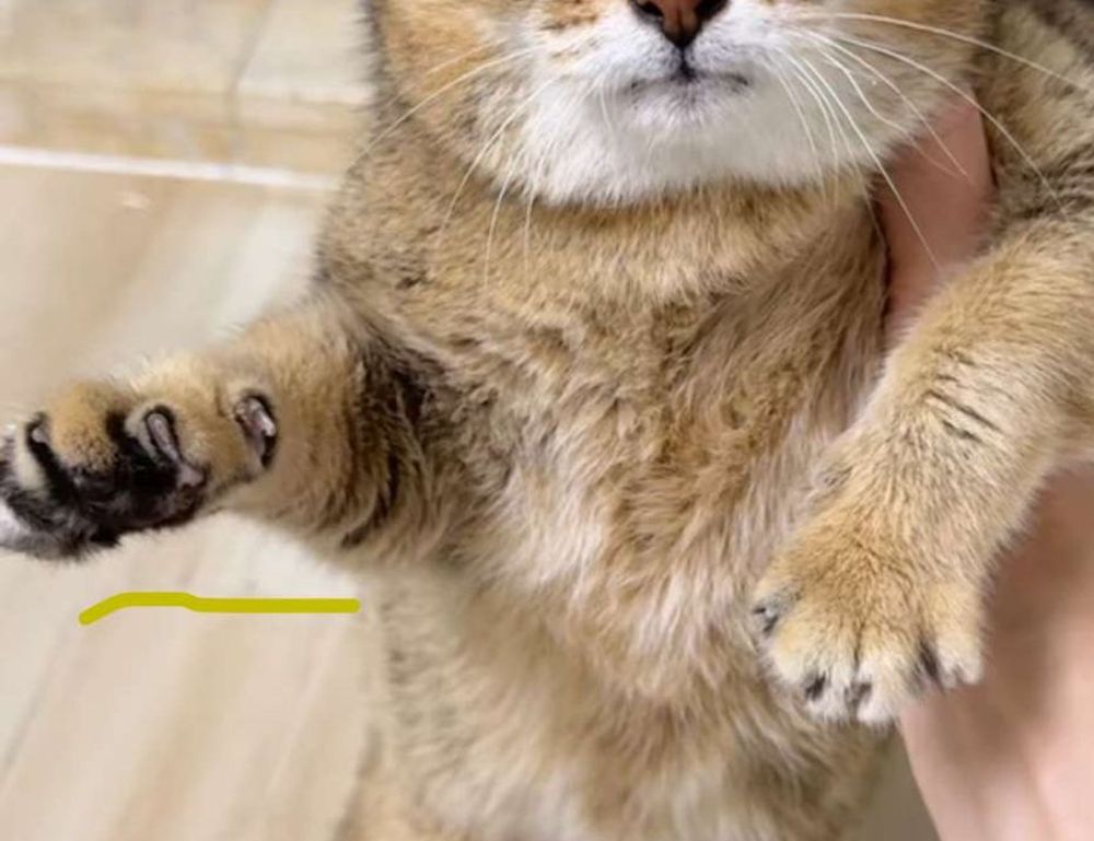 tatuagem coração com nome dos filhos