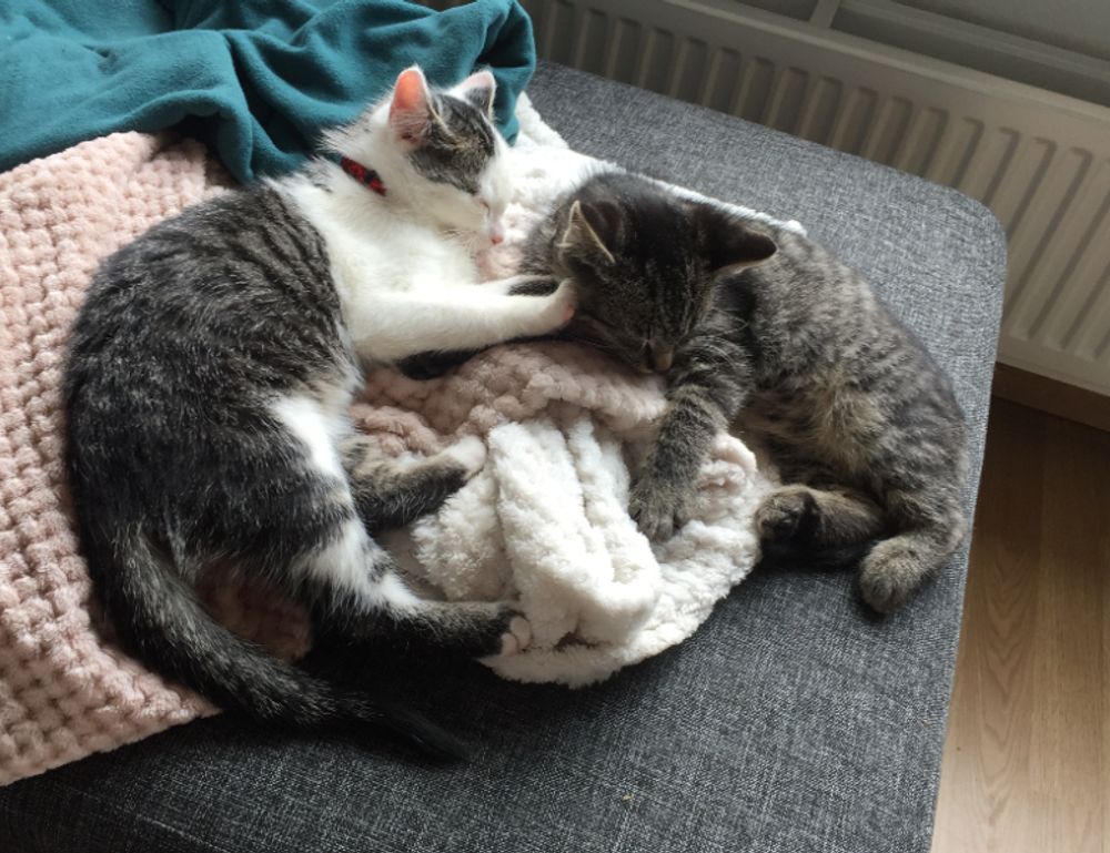 tatuajes de hijos hombres