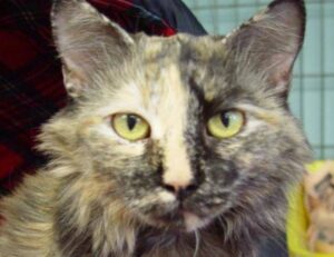 yina calderon only fans